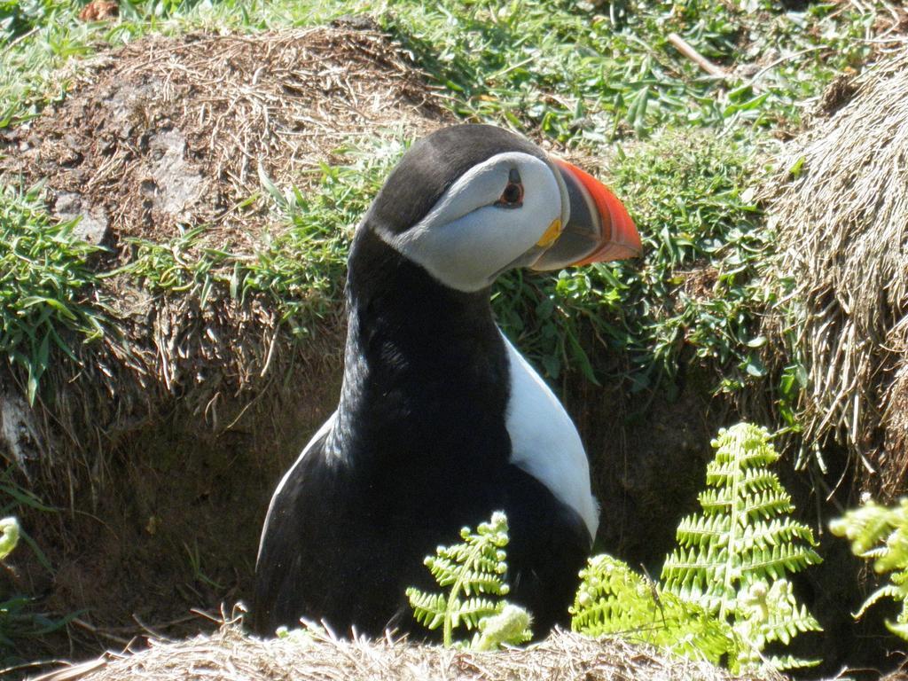 Fern Villa B&B Fishguard Luaran gambar